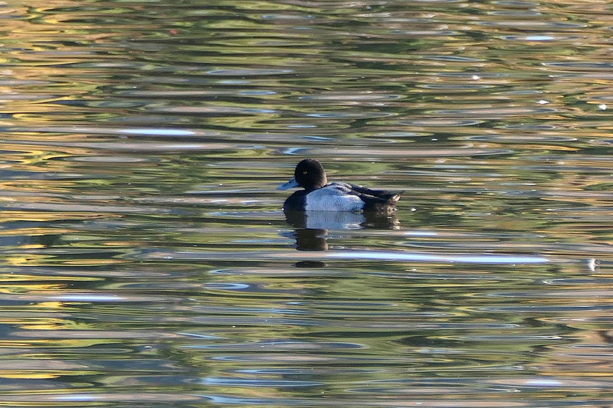 Greater Scaup - ML643664244