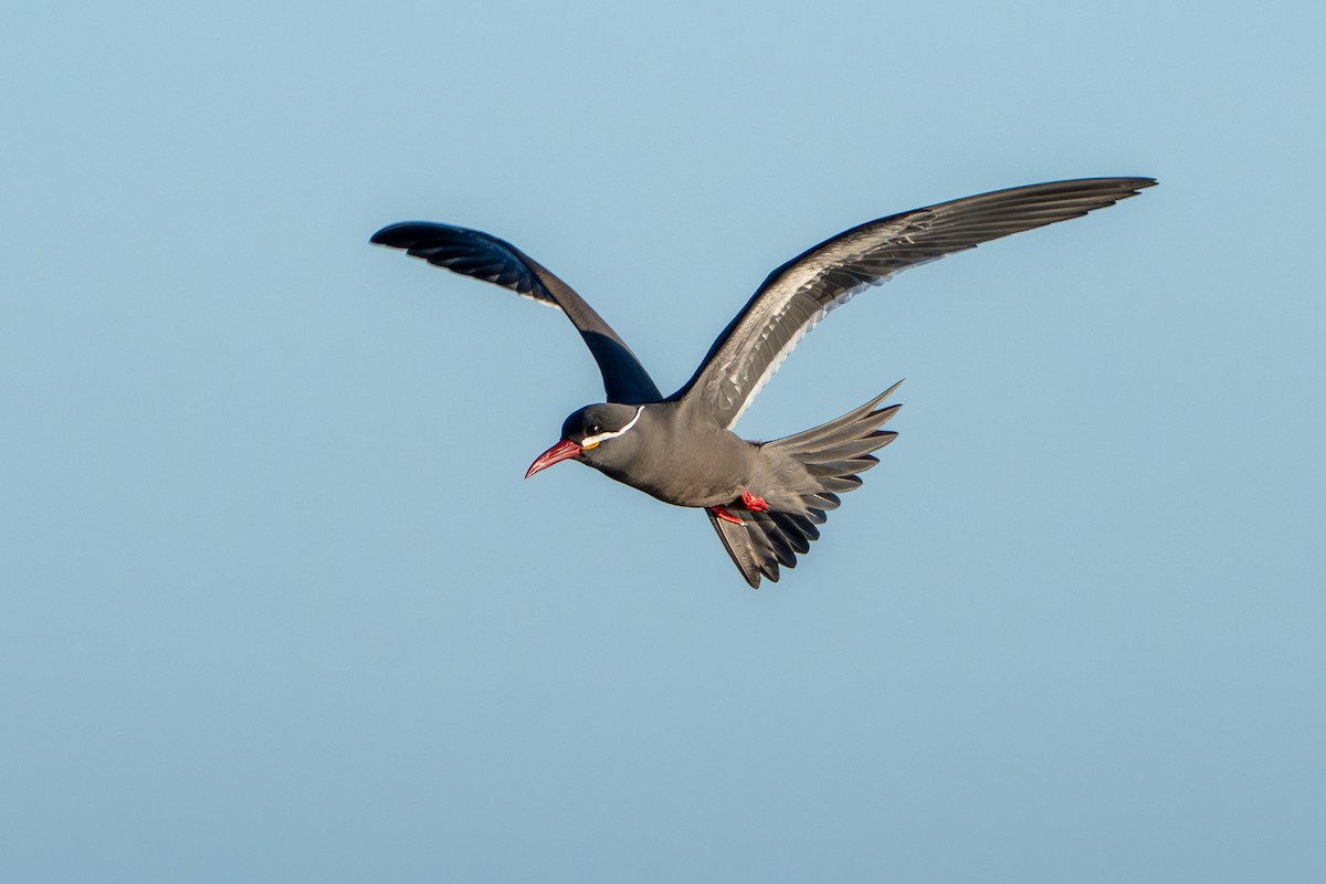 Inca Tern - ML643664270