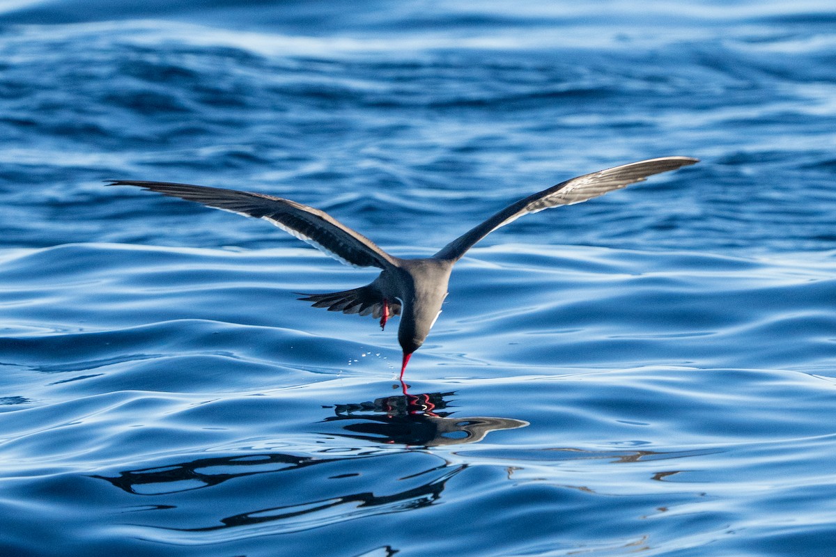 Inca Tern - ML643664271