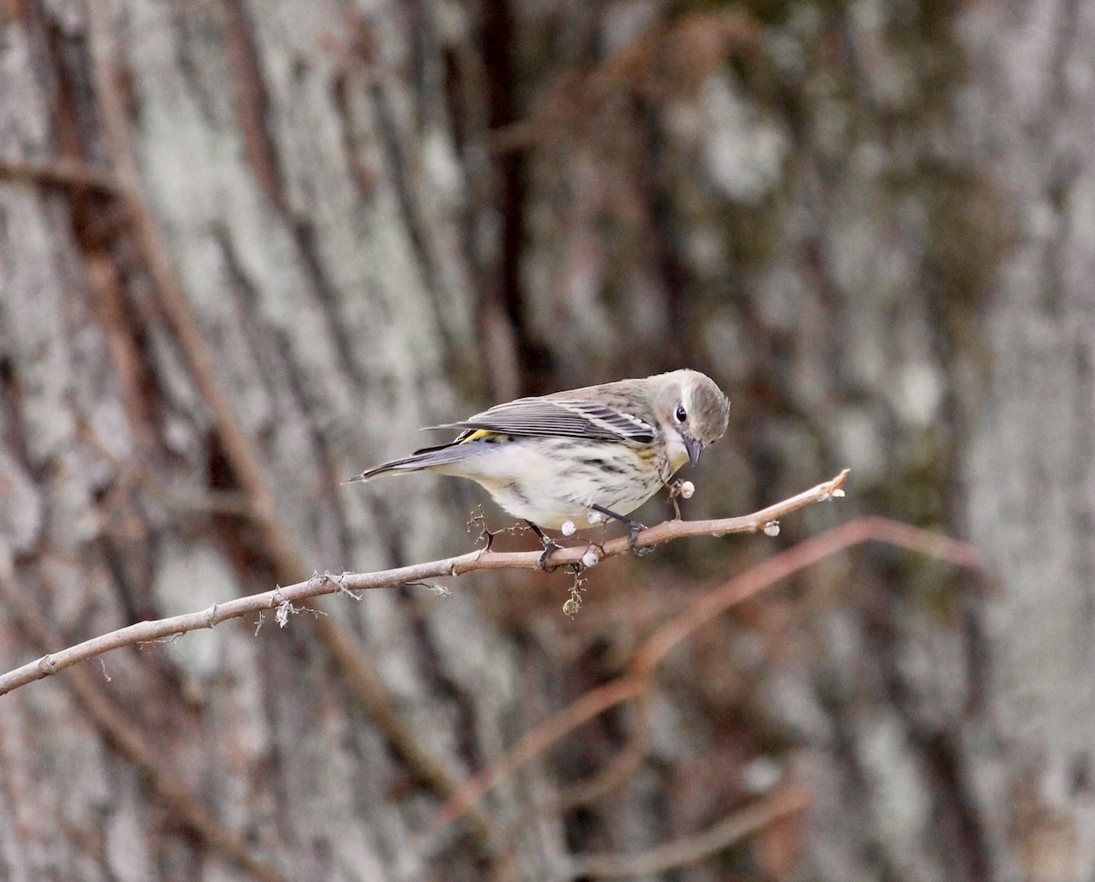 Yellow-rumped Warbler (Myrtle) - ML643664276