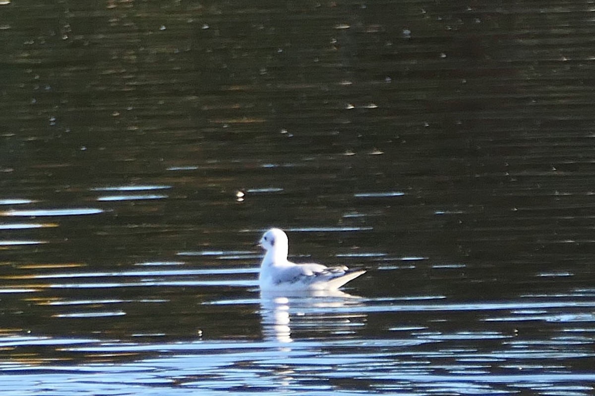 Bonaparte's Gull - ML643664281
