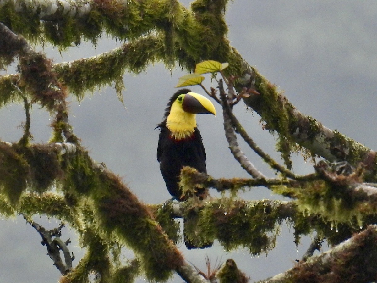 Yellow-throated Toucan (Chestnut-mandibled) - ML643664288