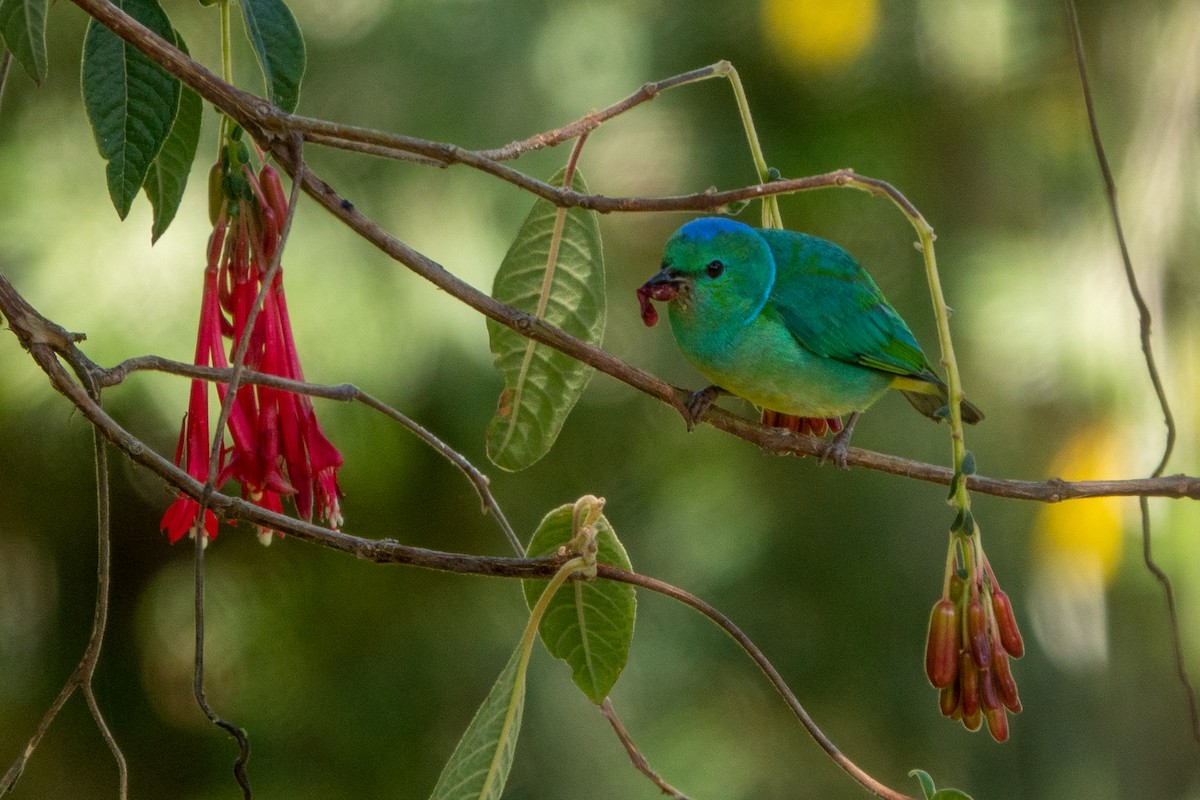 Golden-browed Chlorophonia - ML643664292