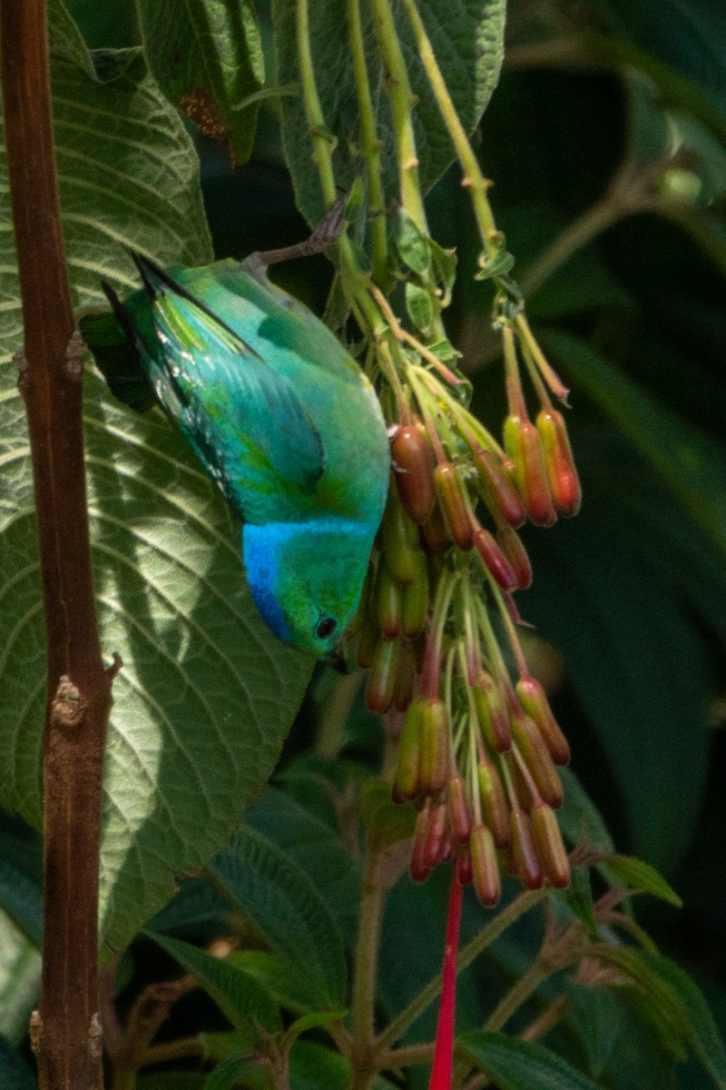 Golden-browed Chlorophonia - ML643664293