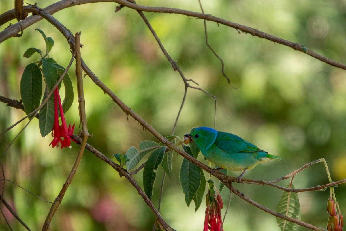 Golden-browed Chlorophonia - ML643664294