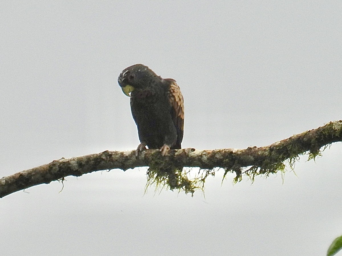 Bronze-winged Parrot - ML643664320