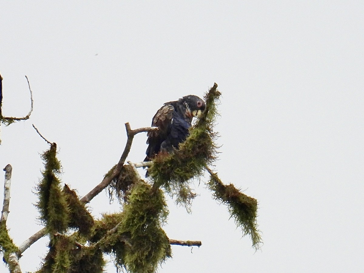 Bronze-winged Parrot - ML643664321