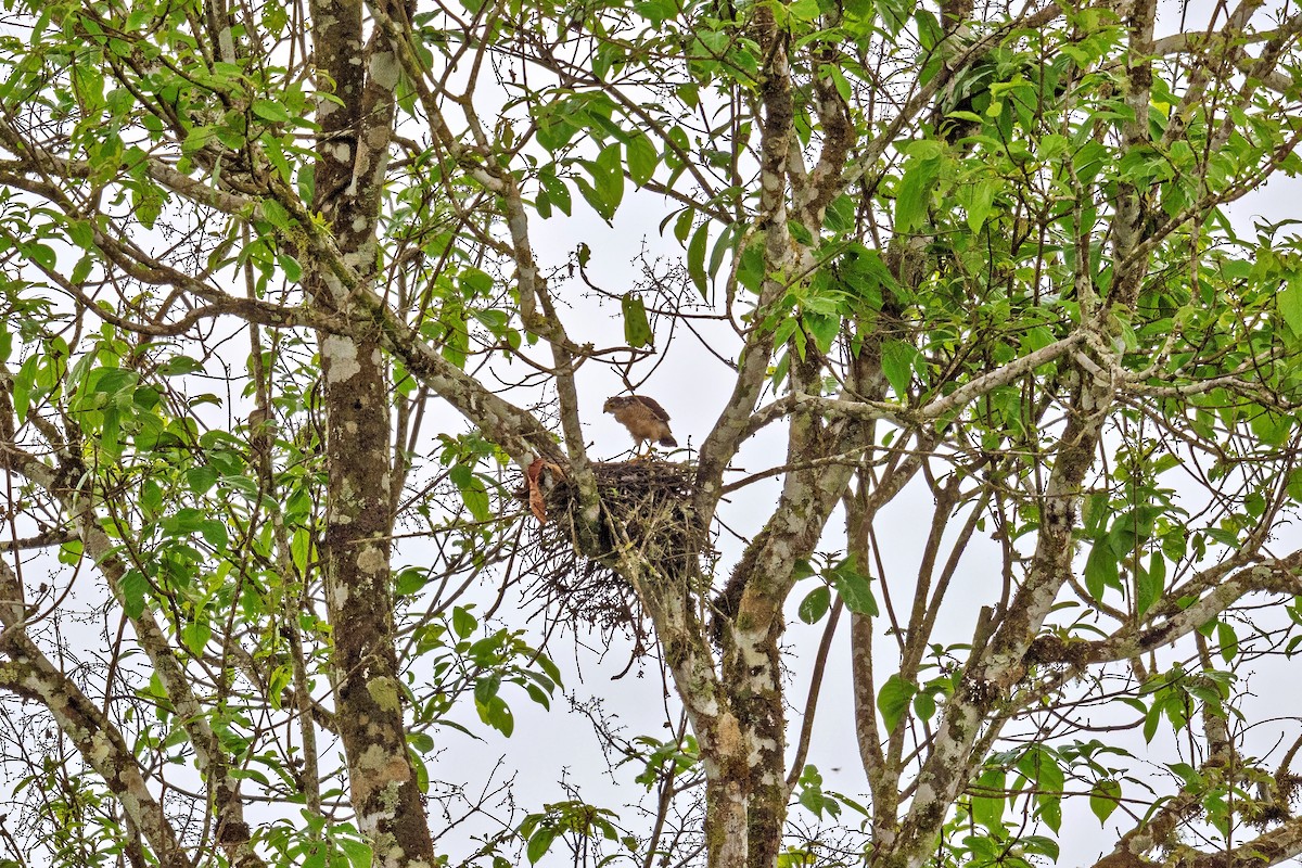 Ястреб-крошка - ML643664338