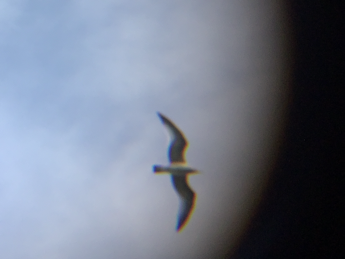 Möwe, unbestimmt - ML643664353