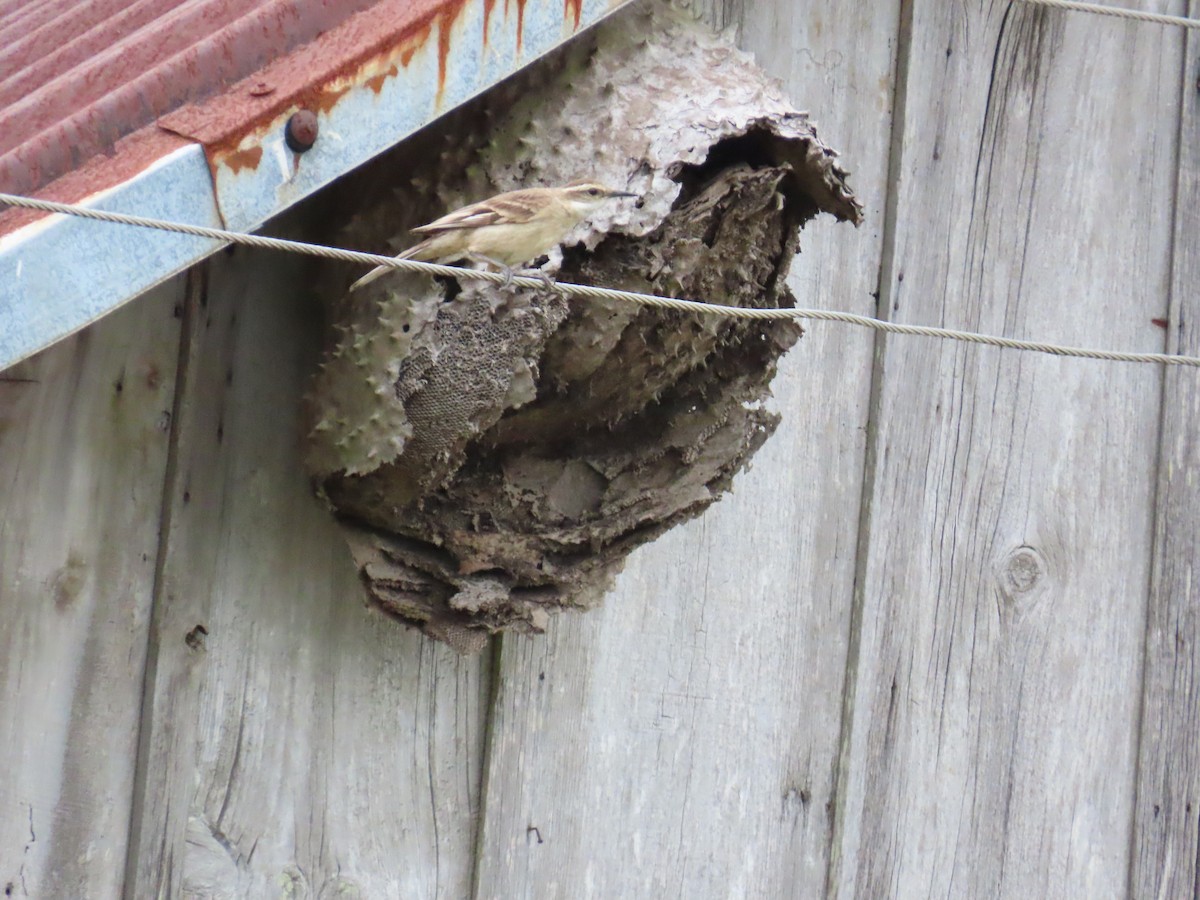 Long-tailed Cinclodes - ML643664354