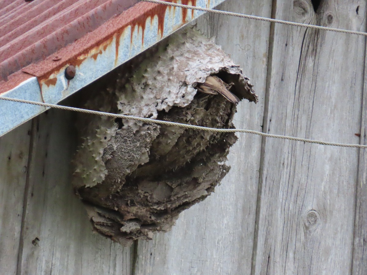 Long-tailed Cinclodes - ML643664355