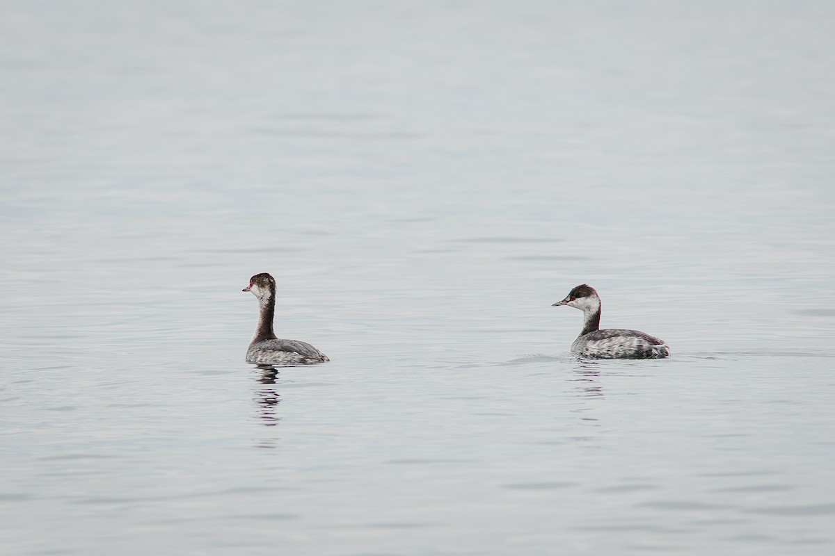 Horned Grebe - ML643664363