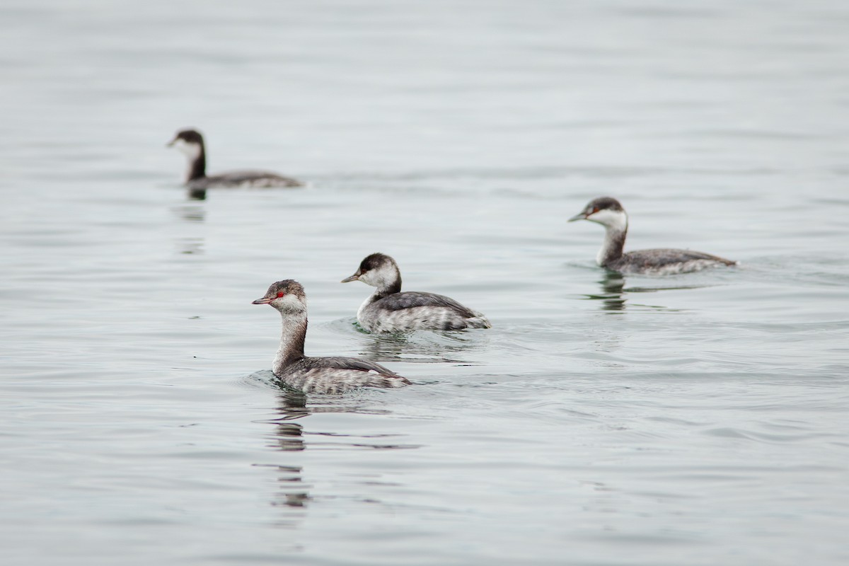 Horned Grebe - ML643664364