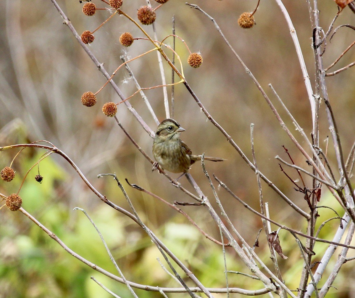 Swamp Sparrow - ML643664381