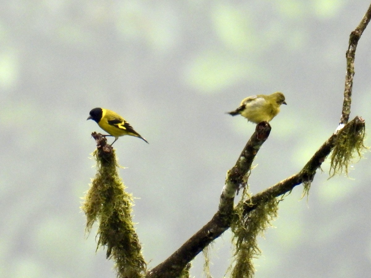 Hooded Siskin - ML643664388