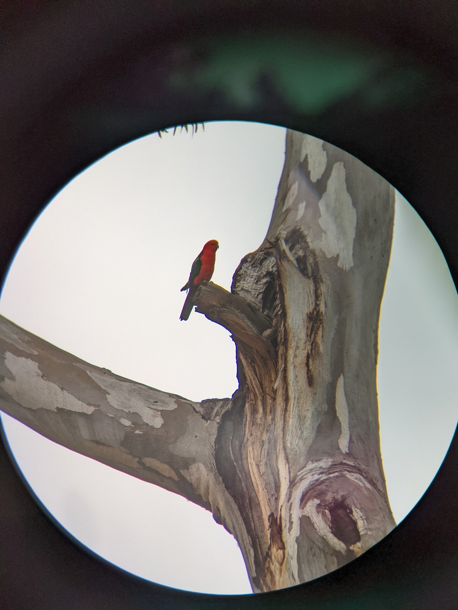 Australian King-Parrot - ML643664408