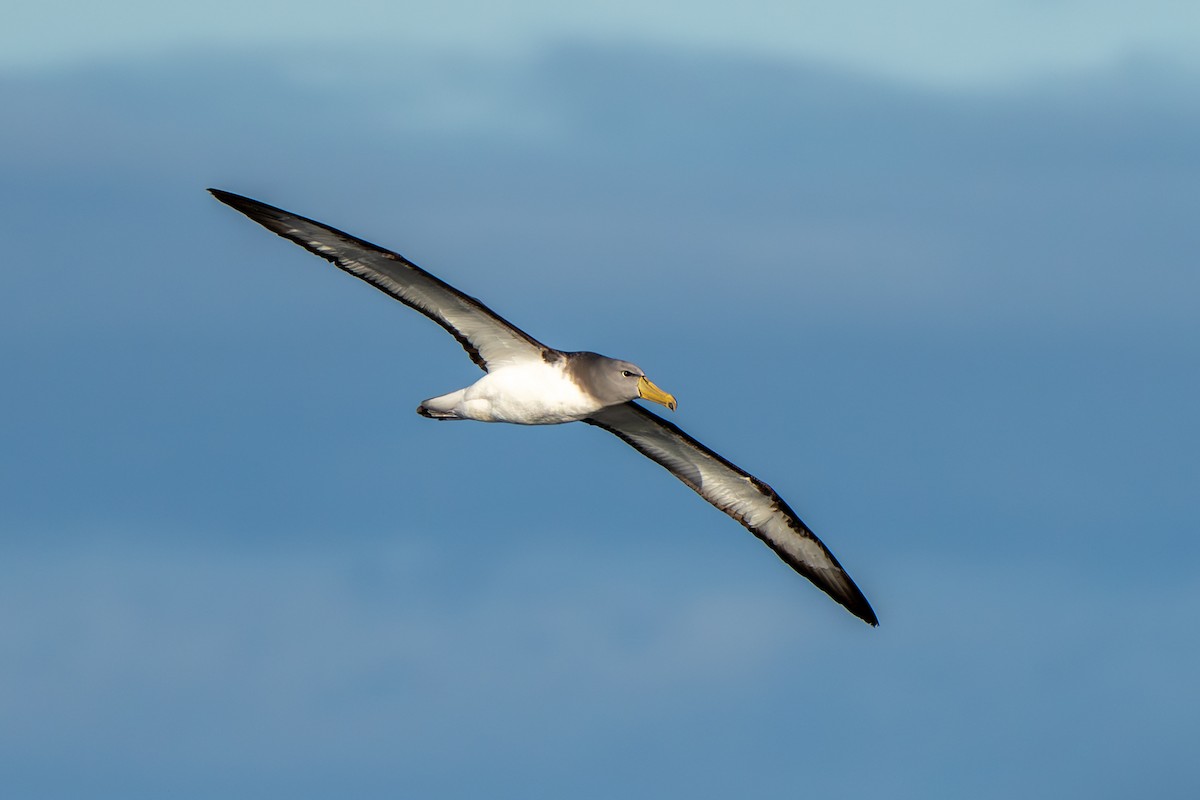 Chatham Albatross - ML643664423