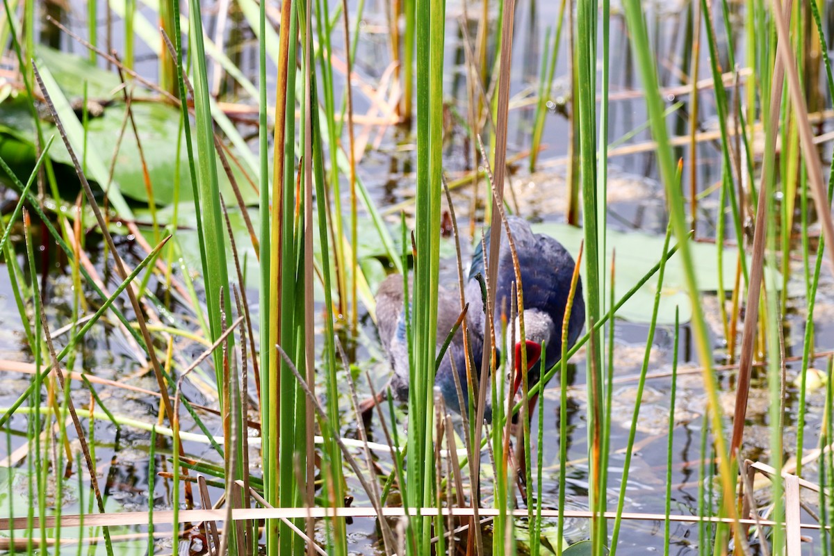 Gray-headed Swamphen - ML643664424
