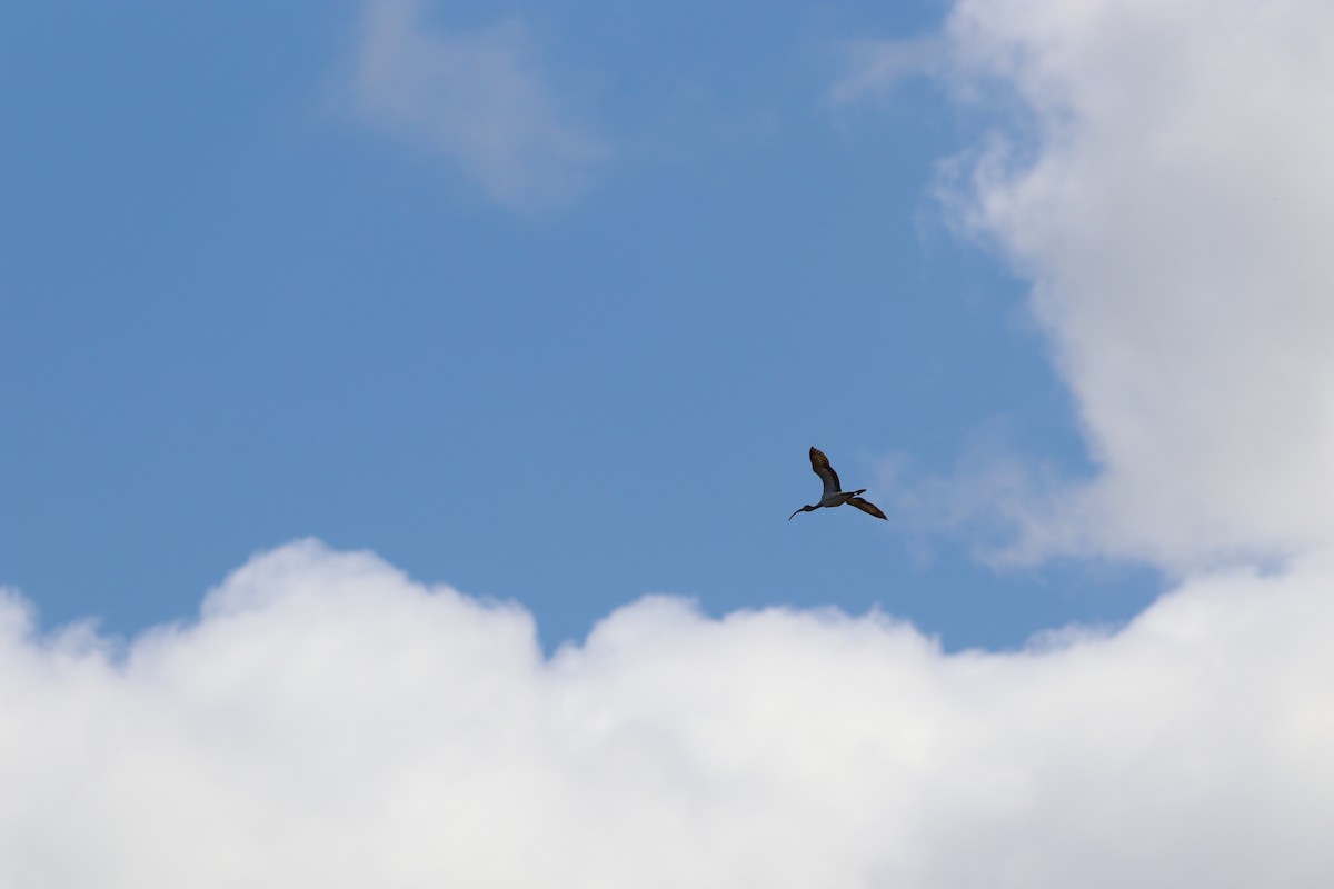 White Ibis - ML643664433