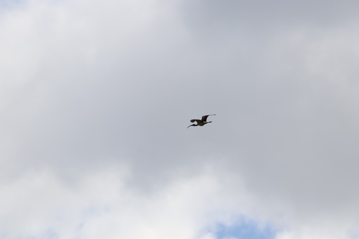 White Ibis - ML643664434