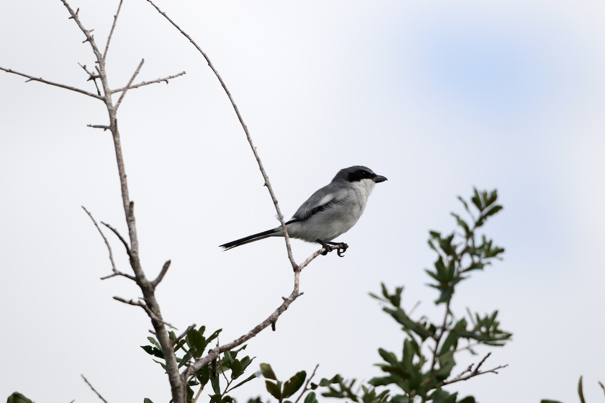Loggerhead Shrike - ML643664438