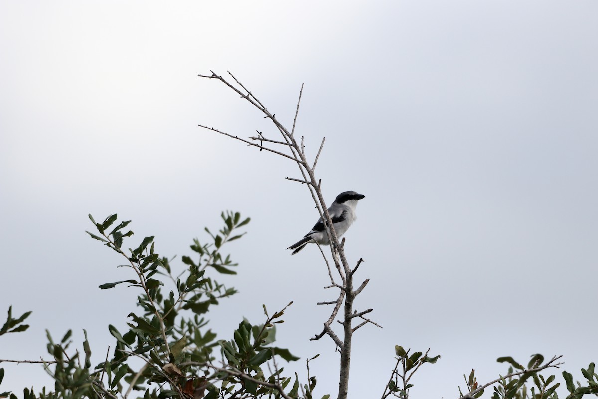 Loggerhead Shrike - ML643664439