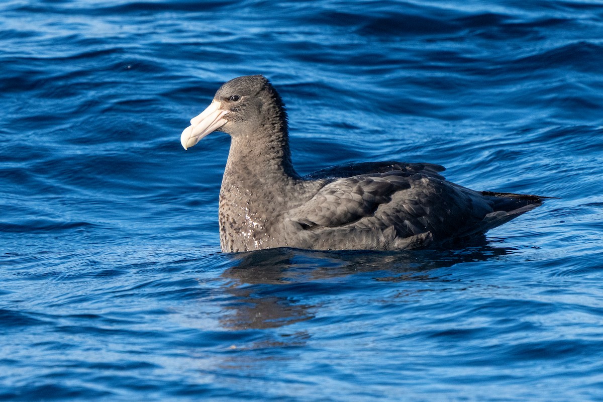sørkjempepetrell - ML643664448