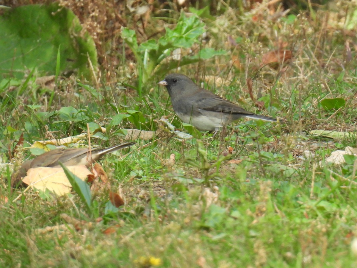 Dark-eyed Junco (Slate-colored) - ML643664455