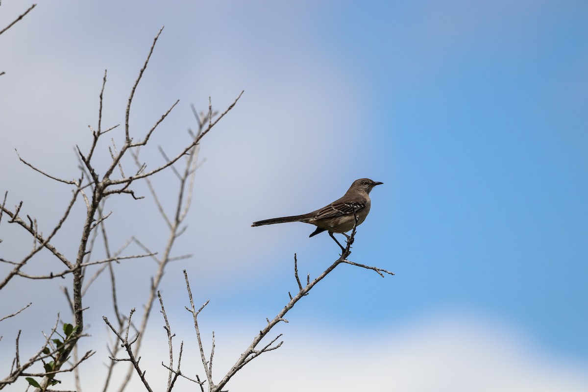 Northern Mockingbird - ML643664462