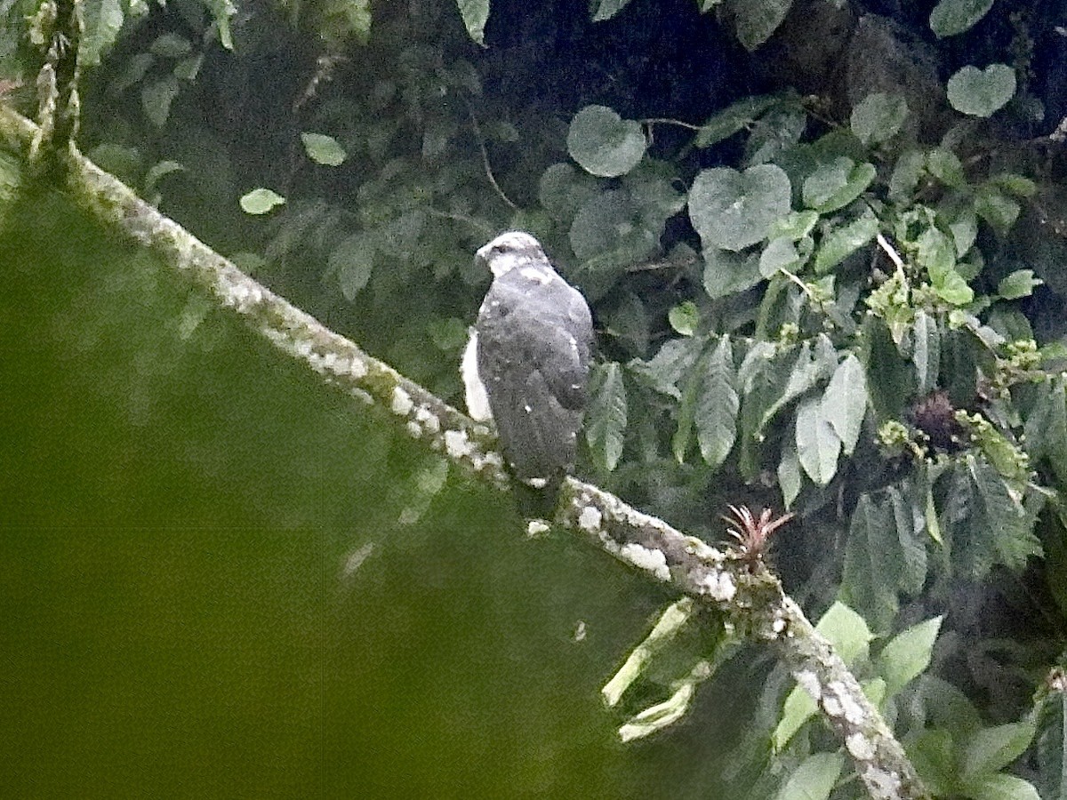 Gray-backed Hawk - ML643664480