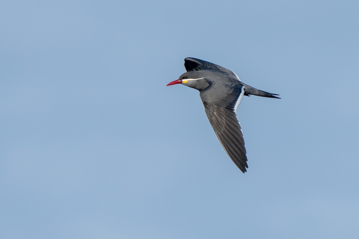 Inca Tern - ML643664486
