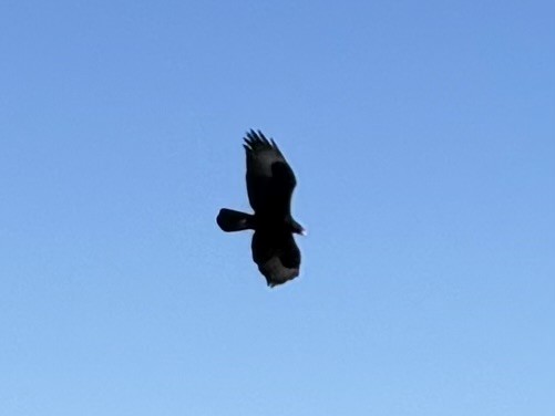 Verreaux's Eagle - ML643664506