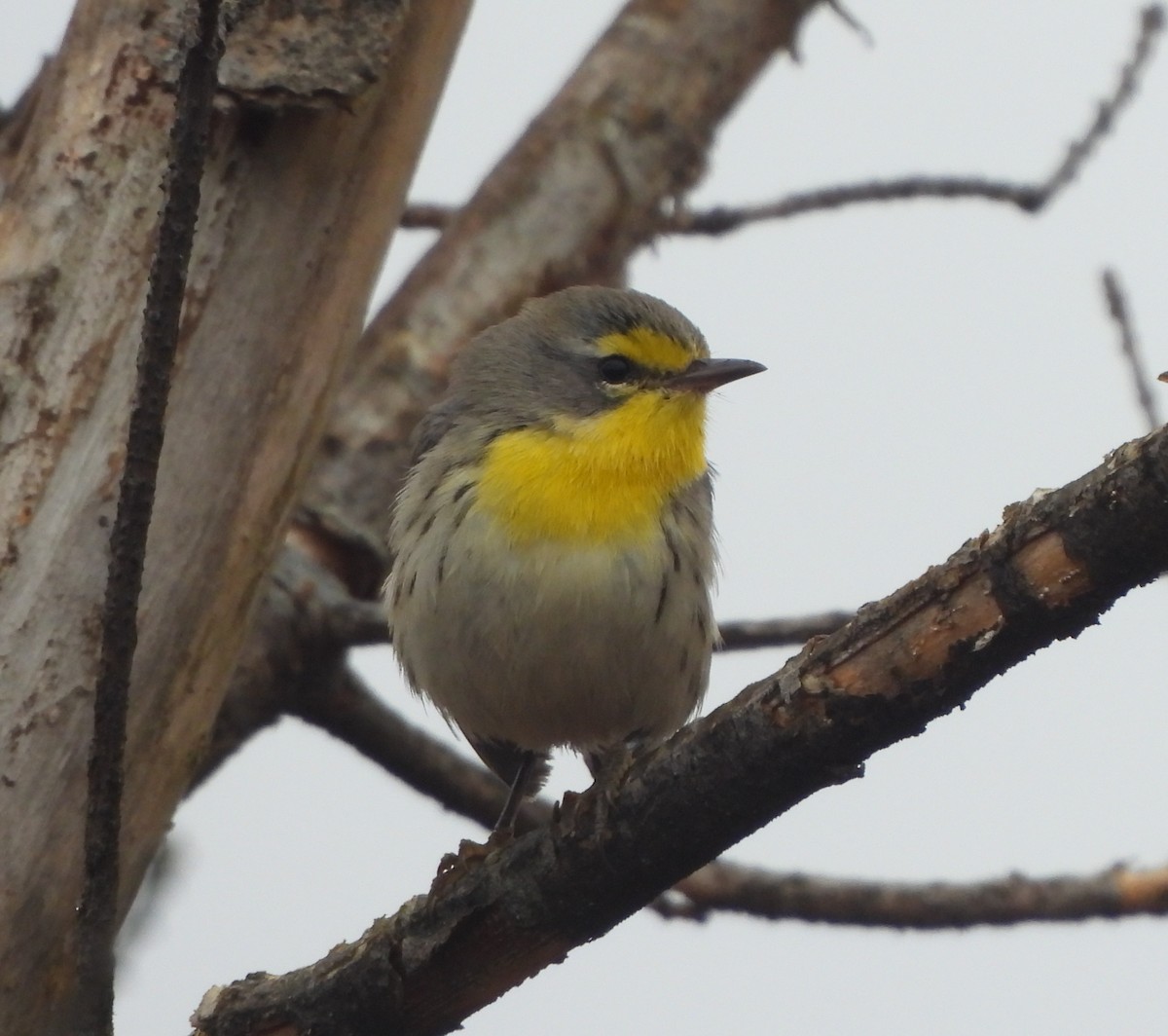 Grace's Warbler - ML643664517