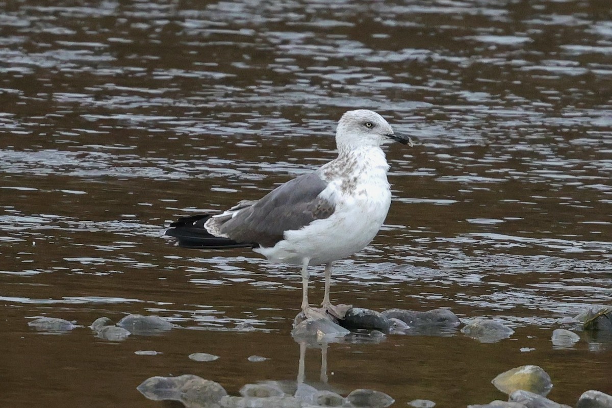 Kaio iluna - ML643664518