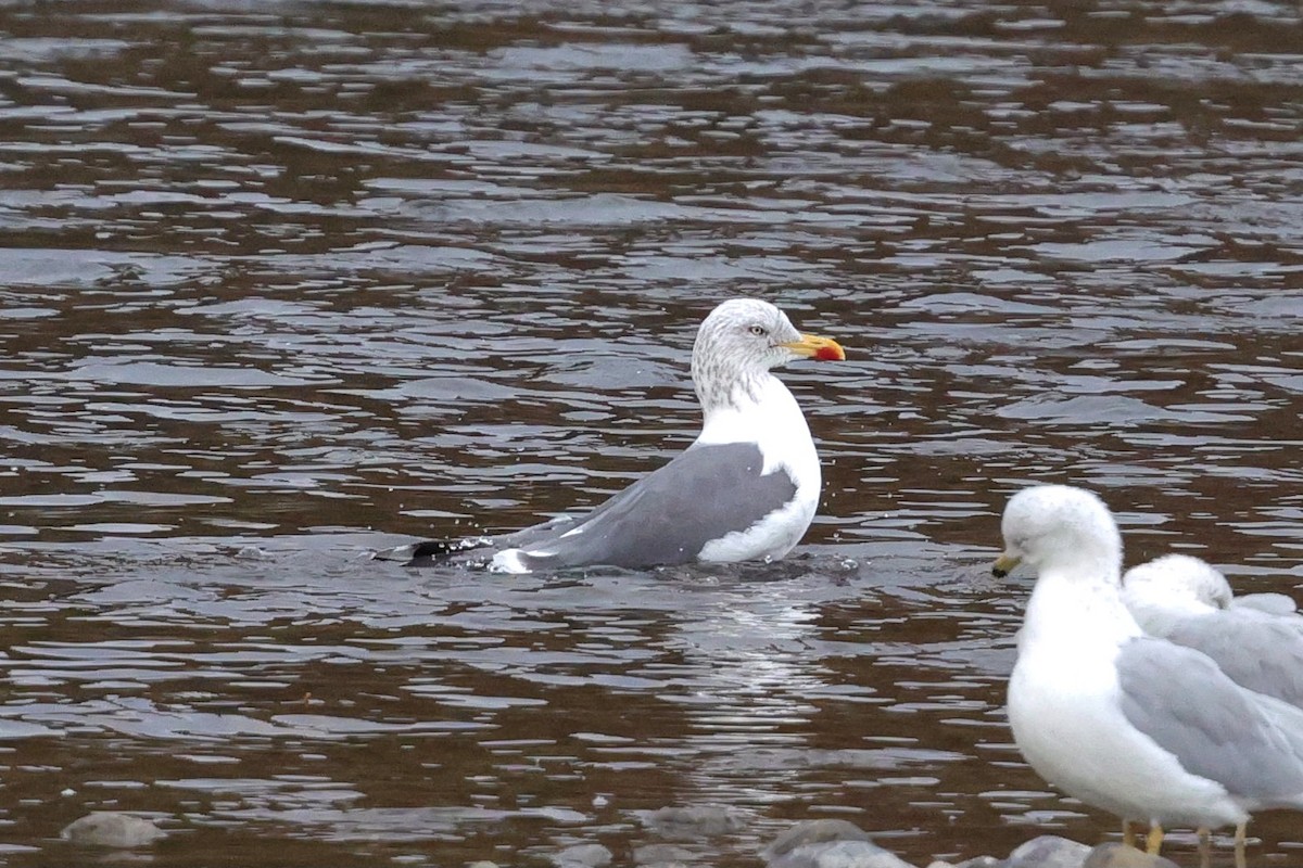 Kaio iluna - ML643664519