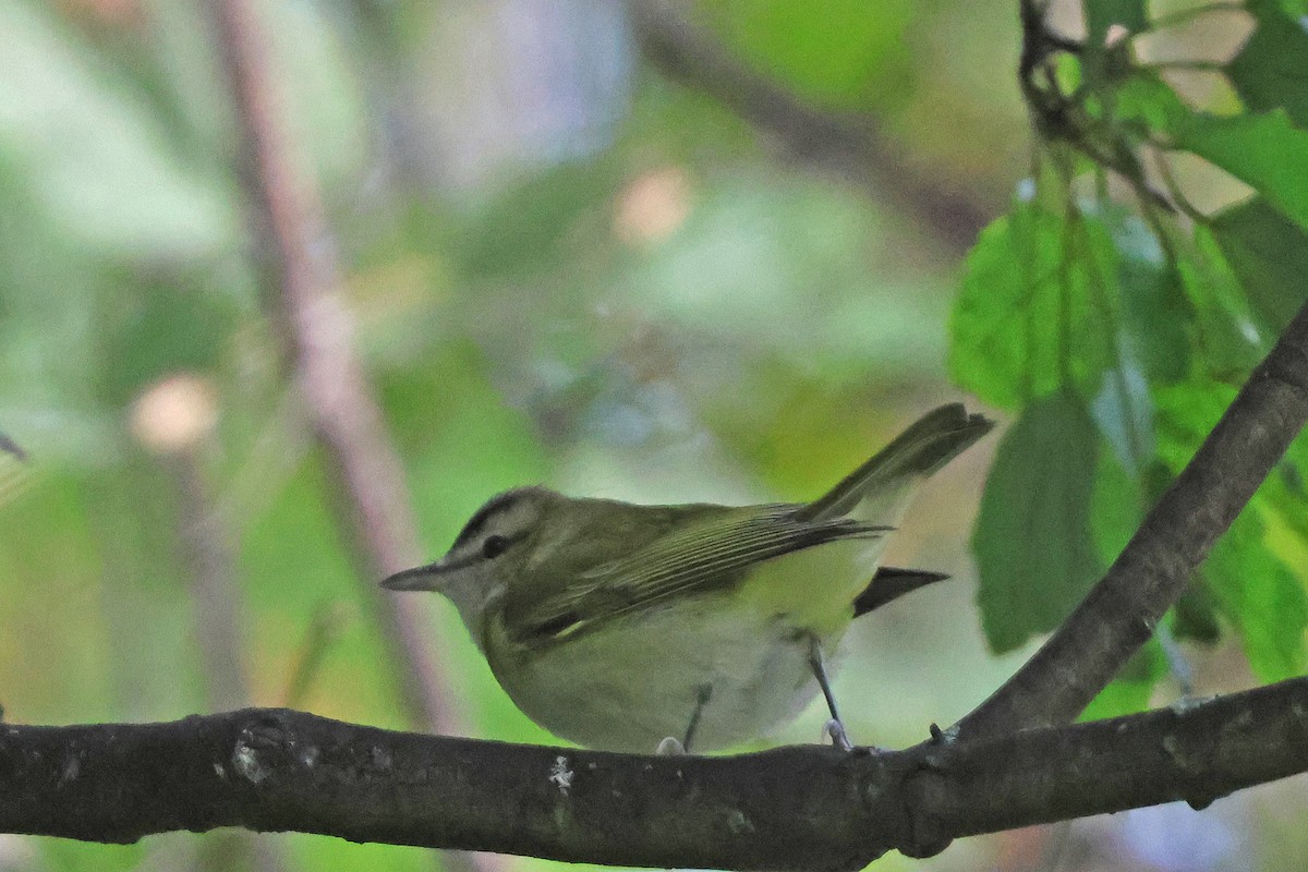 Red-eyed Vireo - ML643664520