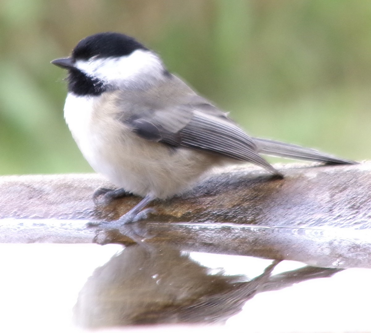 Carolina Chickadee - ML643664527