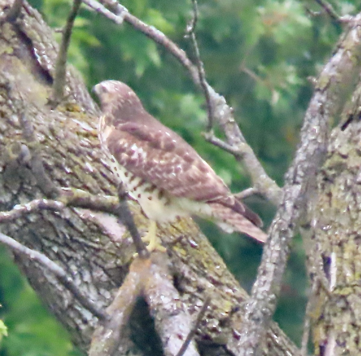 Red-shouldered Hawk (lineatus Group) - ML643664537