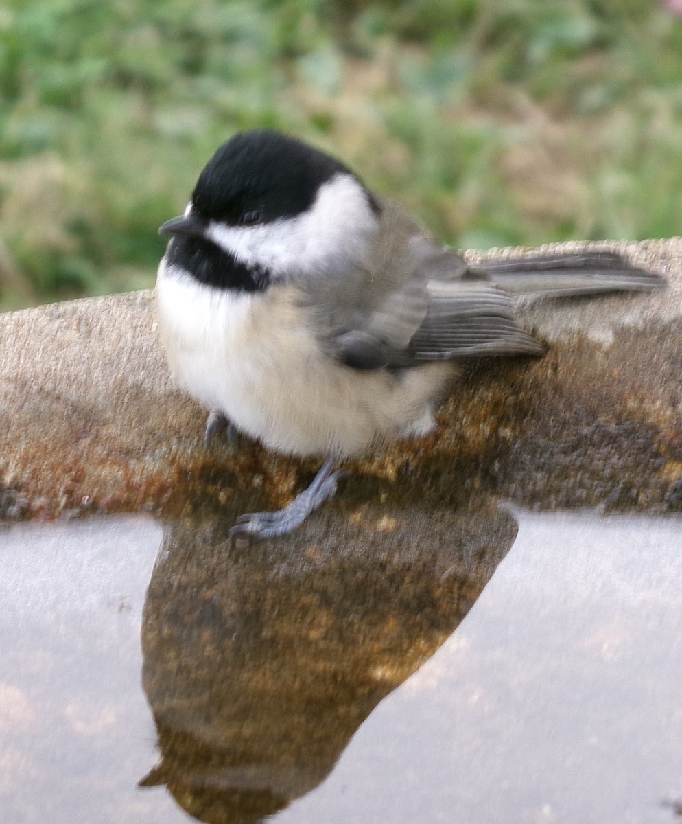 Carolina Chickadee - ML643664544