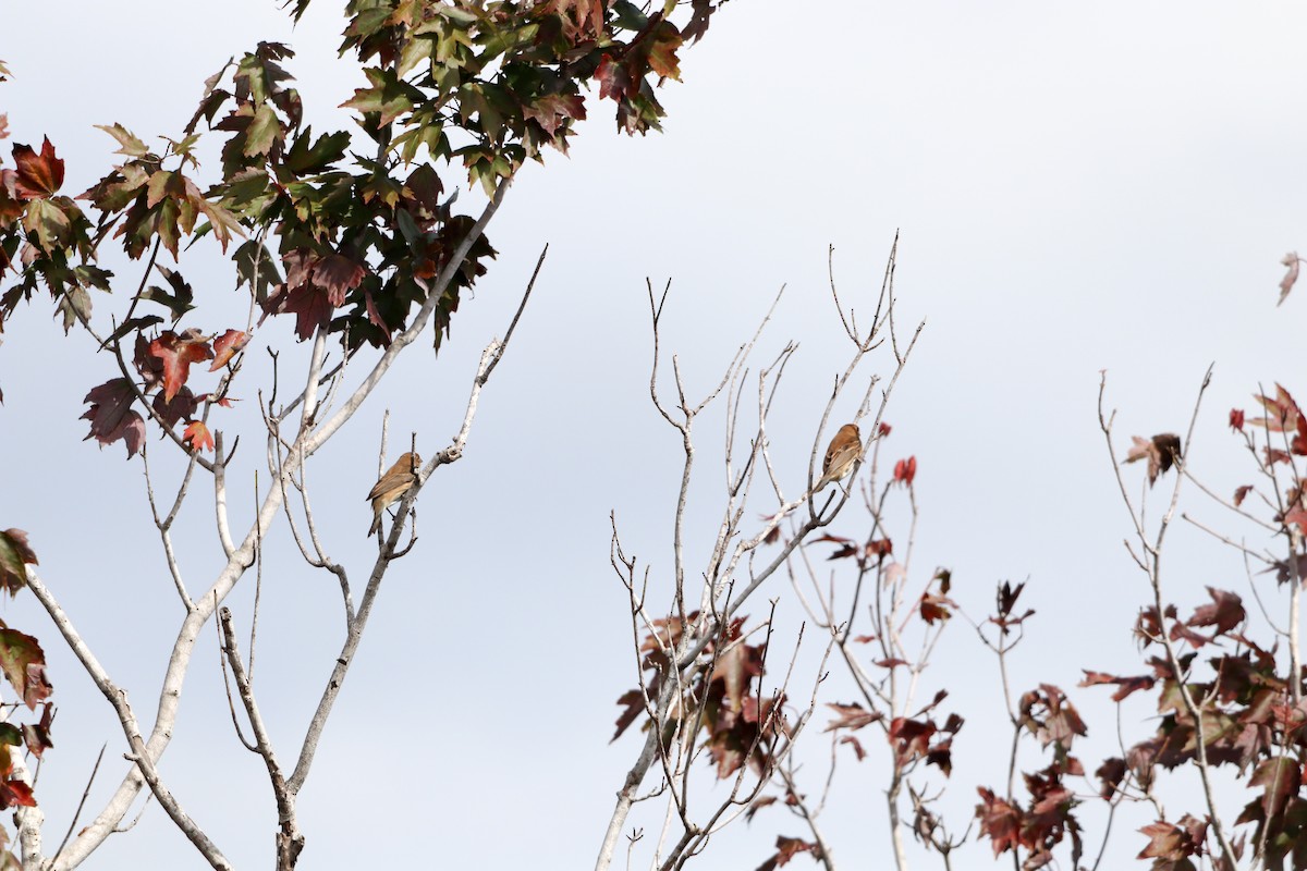 Indigo Bunting - ML643664552