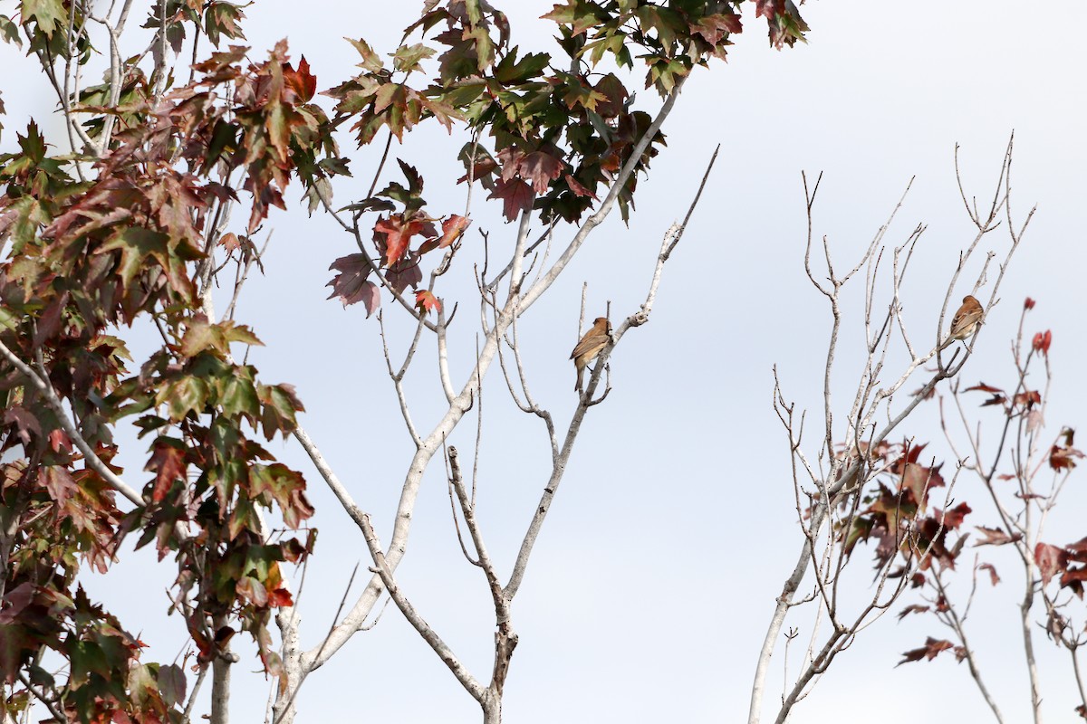 Indigo Bunting - ML643664553