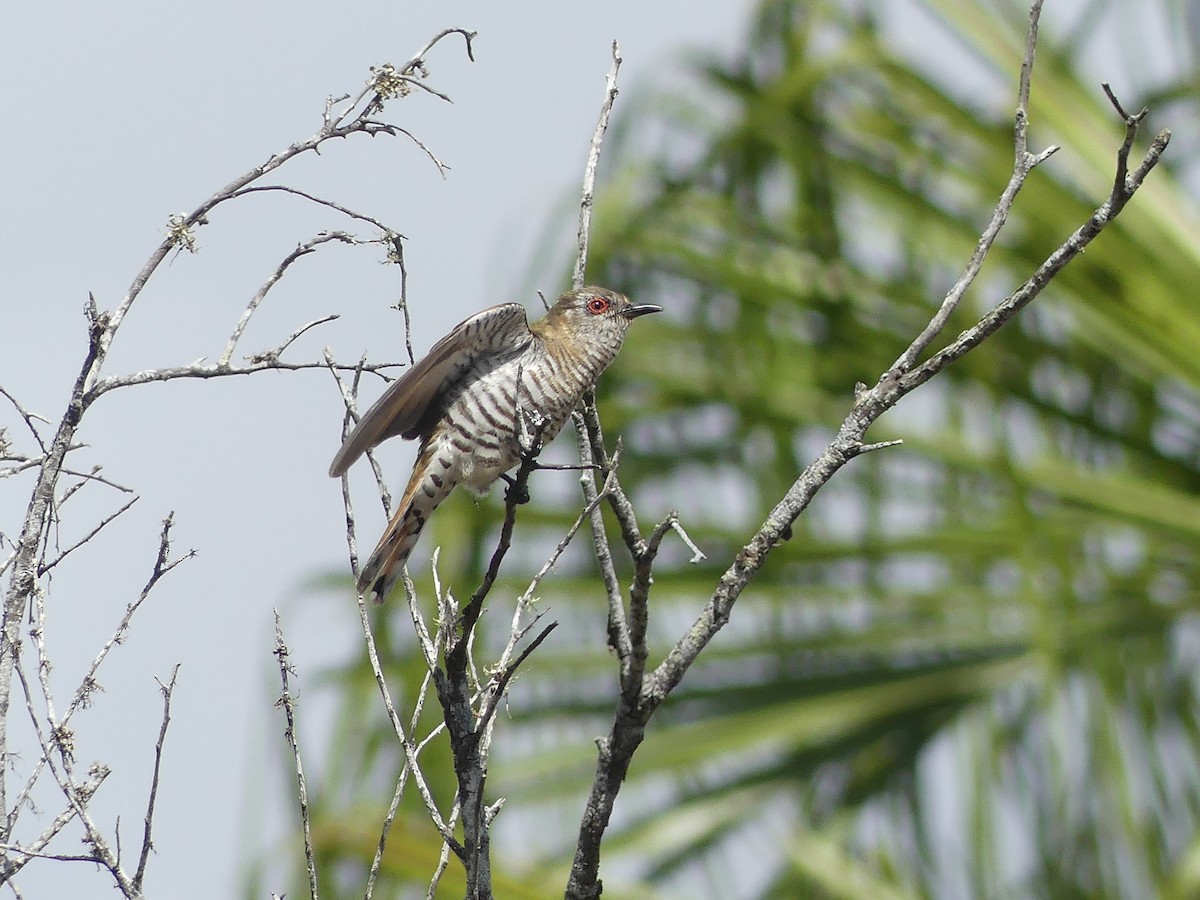 アカメテリカッコウ - ML643664555
