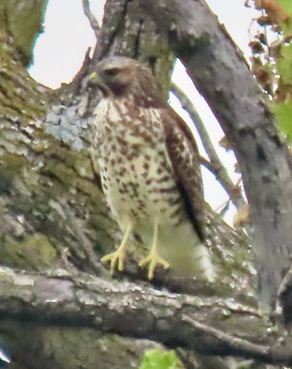 Red-shouldered Hawk (lineatus Group) - ML643664557