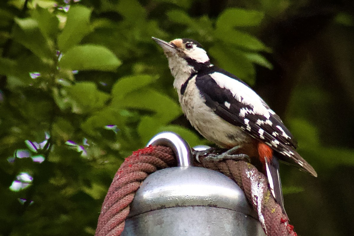 Great Spotted Woodpecker - ML643664560