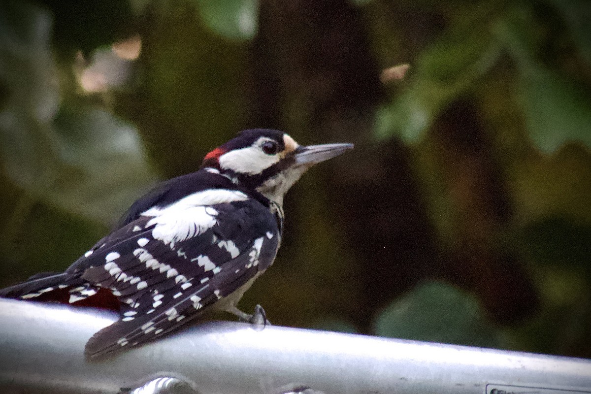 Great Spotted Woodpecker - ML643664561