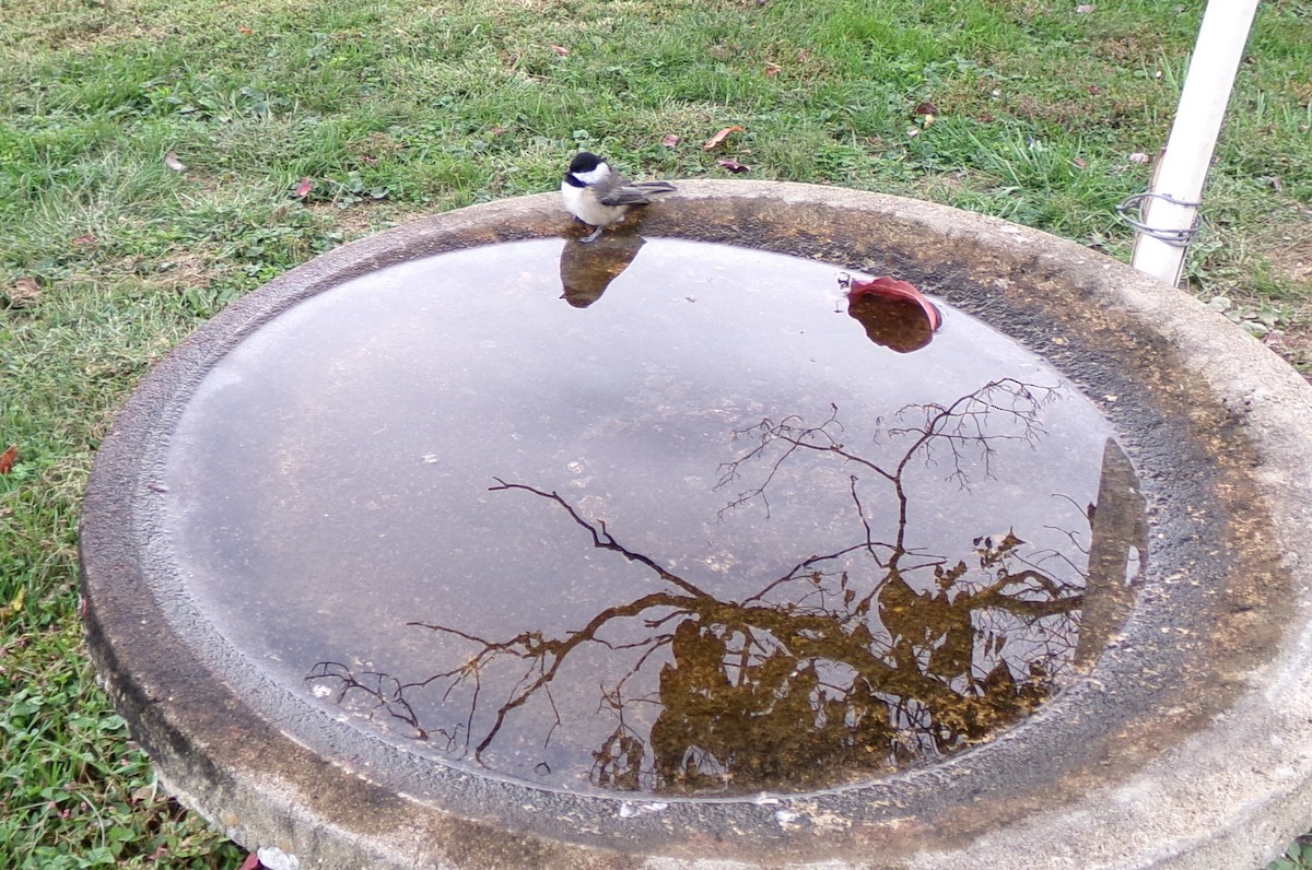 Carolina Chickadee - ML643664565