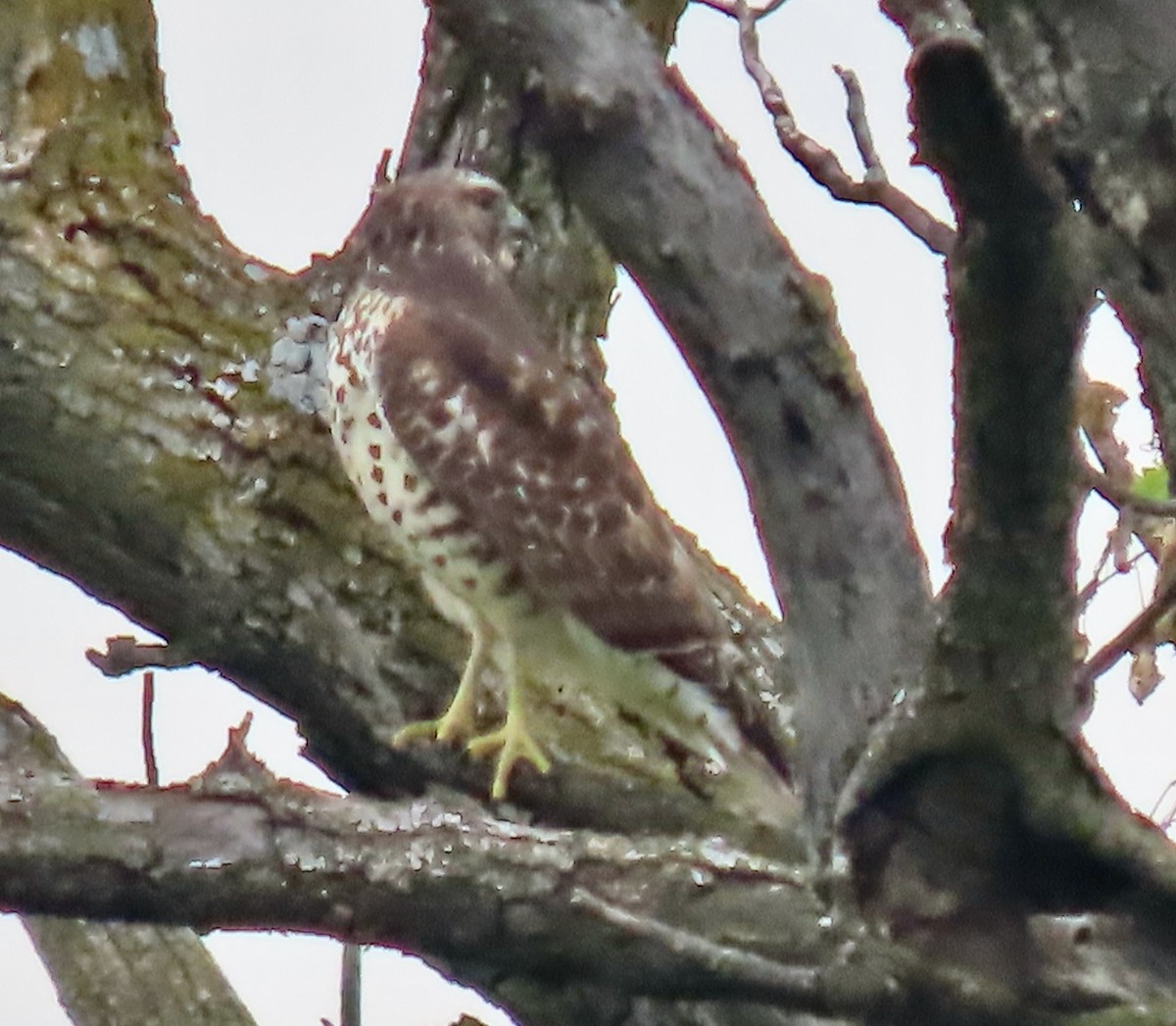 Red-shouldered Hawk (lineatus Group) - ML643664570