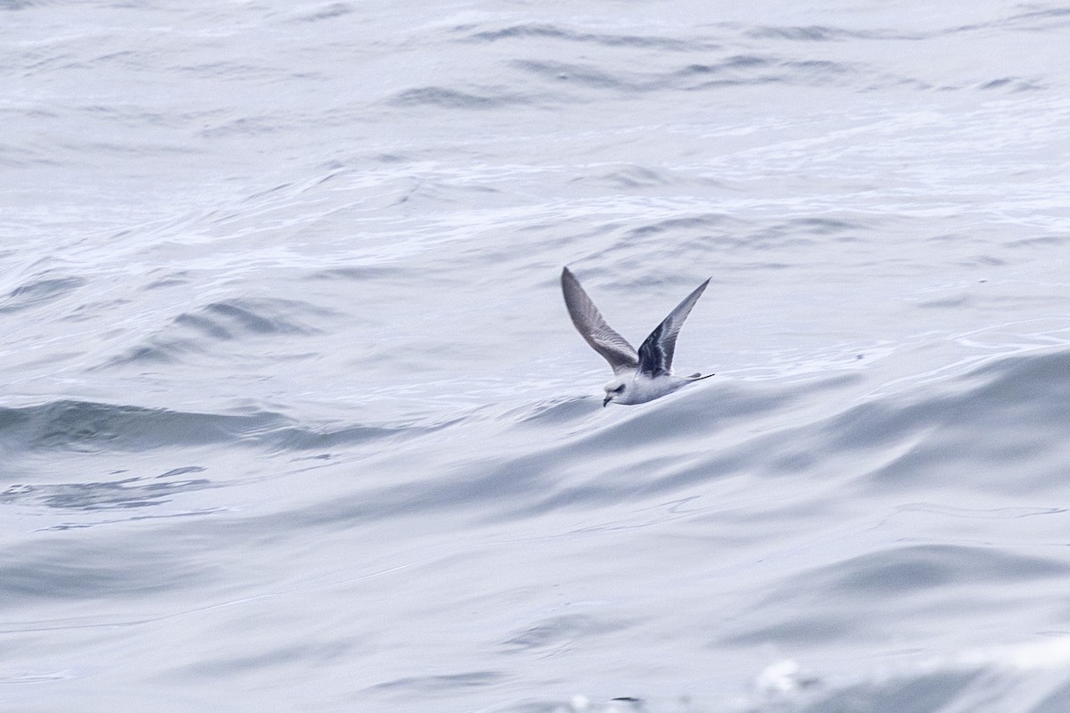 Fork-tailed Storm-Petrel - ML643664575