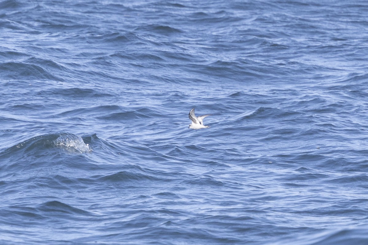 Fork-tailed Storm-Petrel - ML643664576