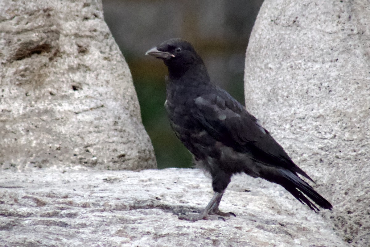 Carrion Crow - ML643664580